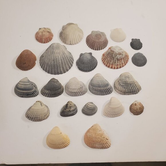 Natural Assorted  Florida Clam Sea Shell Beach Home Decor Set of 22 - Picture 1 of 6